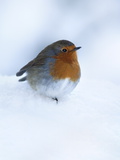 Robin (Erithacus Rubecula)  in Snow  United Kingdom  Europe