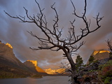 Bare Tree at Sunrise  St Mary Lake  Glacier National Park  Montana  USA