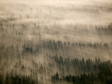 Aerial of Douglas Fir Trees in Morning Fog  Washington State  USA