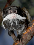 Emperor Tamarin (Saguinus Imperator) in Captivity  Denver Zoo  Denver  Colorado  USA
