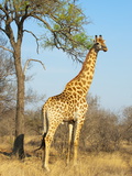 Giraffe (Giraffa Camelopardalis)  Kapama Game Reserve  South Africa  Africa