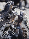 Marine Iguanas (Amblyrhynchus Cristatus)  Isla Isabela  Galapagos Islands  Ecuador