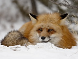 Captive Red Fox (Vulpes Vulpes) in the Snow  Near Bozeman  Montana  USA