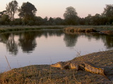 Crocodile Resting on Bank of Kwai River in Moremi Game Reserve  Okavango Delta  Botswana  Africa