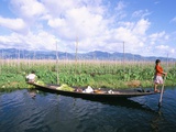Onion Floating Fields  Inle Lake  Shan State  Myanmar (Burma)  Asia