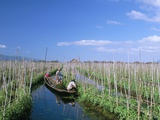 Tomato Floating Fields  Inle Lake  Shan State  Myanmar (Burma)  Asia