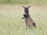 Kangaroo Island Grey Kangaroo (Macropus Fuliginosus)  Kelly Hill Conservation  Australia