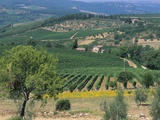 Vineyards  Chianti  Tuscany  Italy  Europe