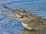 Saltwater Crocodile in Punta Sur Park  Isla De Cozumel (Cozumel Island)  Cozumel  Mexico