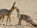 Cape Fox With Cub (Vulpes Chama)  Kgalagadi Transfrontier Park  Northern Cape  South Africa  Africa