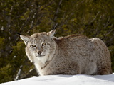 Captive Siberian Lynx (Eurasian Lynx) (Lynx Lynx) in the Snow  Near Bozeman  Montana  USA