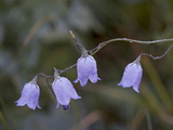 Mountain Harebell (Campanula Lasiocarpa) With Frost  Glacier National Park  Montana