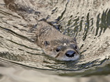 Captive River Otter (Lutra Canadensis) Swimming  Arizona Sonora Desert Museum  Tucson  Arizona  USA