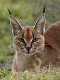 Caracal (Caracal Caracal)  Serengeti National Park  Tanzania  East Africa  Africa