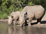 White Rhino (Ceratotherium Simum)  With Calf  Makalali Game Reserve  South Africa  Africa