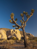 Joshua Tree National Park  California  USA