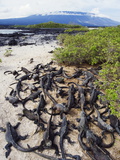Marine Iguanas (Amblyrhynchus Cristatus)  Isla Isabela  Galapagos Islands  Ecuador