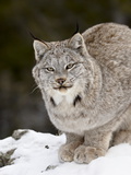 Canadian Lynx (Lynx Canadensis) in the Snow  in Captivity  Near Bozeman  Montana  USA