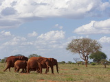 Elephants (Loxodonta Africana)  Tsavo East National Park  Kenya  East Africa  Africa