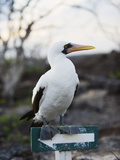 Blue Footed Booby (Sula Nebouxi)  Isla Genovesa  Galapagos Islands  Ecuador