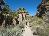 Hiking in Andreas Canyon  Indian Canyons  Palm Springs  California  USA