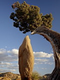 Juniper and Boulder  Joshua Tree National Park  California  United States of America  North America