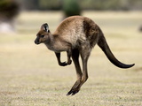 Kangaroo Island Grey Kangaroo (Macropus Fuliginosus)  Kelly Hill Conservation  Australia