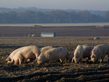 Free Range Pig Farming  Wiltshire  England  United Kingdom  Europe
