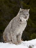 Canadian Lynx (Lynx Canadensis) in the Snow  in Captivity  Near Bozeman  Montana  USA