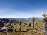Frailejon Plants (Espeletia) in El Cocuy National Park  Colombia  South America