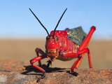Common Milkweed Locust (Phymateus Morbillosus)  Samara Private Game Reserve  Karoo  South Africa