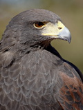 Harris's Hawk (Parabuteo Unicinctus)  Arizona Sonora Desert Museum  Tucson  Arizona  USA