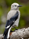 Clark's Nutcracker (Nucifraga Columbiana)  Manning Provincial Park  British Columbia  Canada