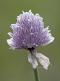 Wild Chives (Allium Schoenoprasum)  Glacier National Park  Montana  USA