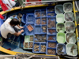 Fishing  Saikung  New Territories  Hong Kong  China  Asia