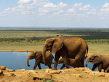 Elephants (Loxodonta Africana) at Water Hole  Tsavo East National Park  Kenya  East Africa  Africa