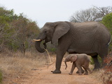 Elephant (Loxodonta Africana)  Kapama Game Reserve  South Africa  Africa
