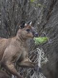 Kangaroo Island Grey Kangaroo (Macropus Fuliginosus)  Lathami Conservation Park  Australia