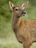 Elk (Cervus Canadensis) Calf  Jasper National Park  Alberta  Canada  North America