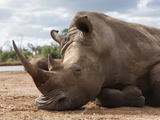 White Rhino (Ceratotherium Simum)  Royal Hlane National Park  Swaziland  Africa