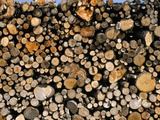 Wood Detail  Tuscany  Italy  Europe