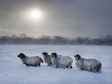 Northumberland Blackface Sheep in Snow  Tarset  Hexham  Northumberland  England  United Kingdom