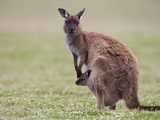 Kangaroo Island Grey Kangaroo (Macropus Fuliginosus) With Joey  Kelly Hill Conservation  Australia