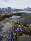 Vernal Bloom  Ammassalik  Greenland  Arctic  Polar Regions