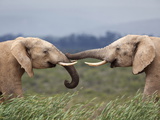 Elephants (Loxodonta Africana)  Greeting  Addo National Park  Eastern Cape  South Africa  Africa