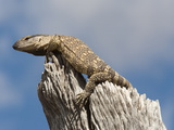 Rock Monitor (Varanus Albigularis)  Etosha National Park  Namibia  Africa