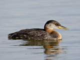 Red-Necked Grebe (Podiceps Grisegena)  Wasilla  Alaska  United States of America  North America