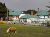 Horse and Goverment House in Port Stanley  Falkland Islands (Islas Malvinas)  South America