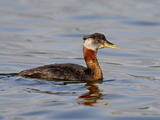 Red-Necked Grebe (Podiceps Grisegena)  Wasilla  Alaska  United States of America  North America