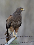 Harris's Hawk (Parabuteo Unicinctus)  Sweetwater Wetlands  Tucson  Arizona